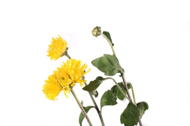 çiçek beyaz zemin üzerine düşmek