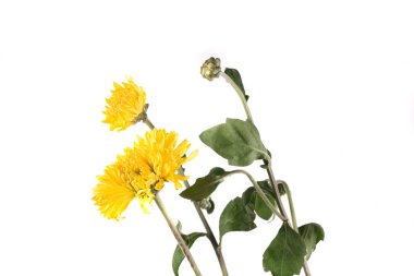 çiçek beyaz zemin üzerine düşmek