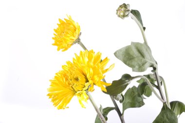 çiçek beyaz zemin üzerine düşmek