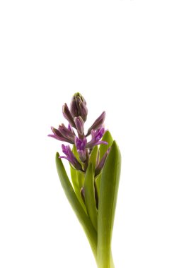 Bahar çiçek pembe sümbül beyaz zemin üzerine 