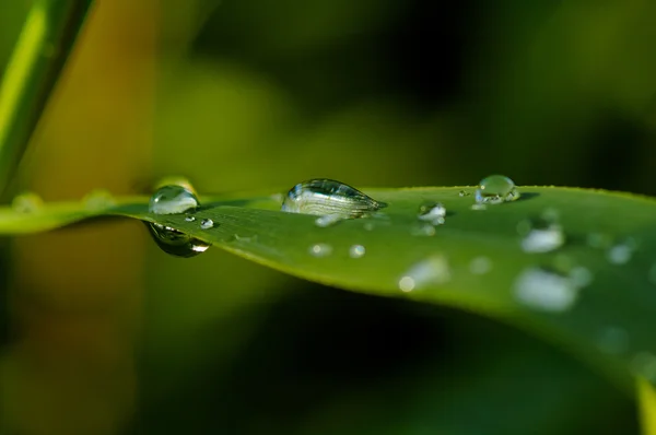 Sumer Eső Esik Zöld Növények — Stock Fotó