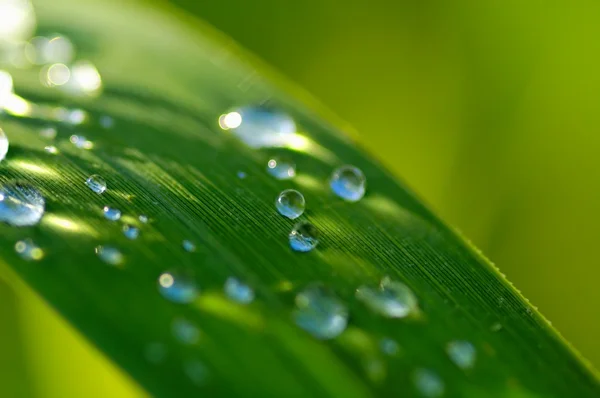 Gotas Chuva Verão Plantas Verdes — Fotografia de Stock