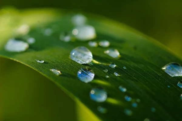 Gotas Lluvia Verano Sobre Plantas Verdes — Foto de Stock