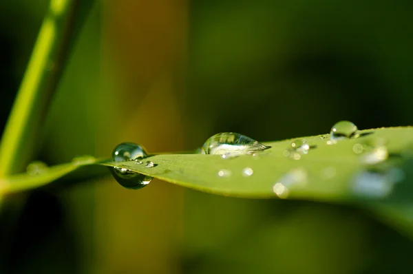 Sumer Rain Drops Green Plants — Stock Photo, Image