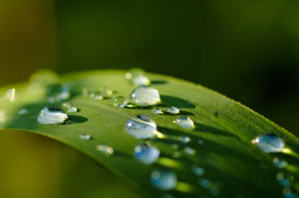 Gotas Lluvia Verano Sobre Plantas Verdes — Foto de Stock