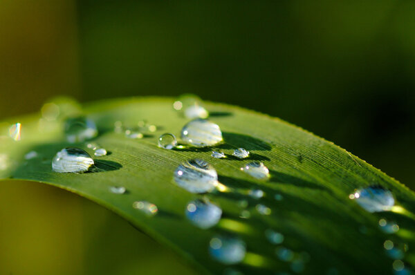 капли дождя на зеленые растения
