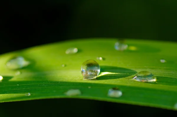 Gotas Chuva Verão Plantas Verdes — Fotografia de Stock