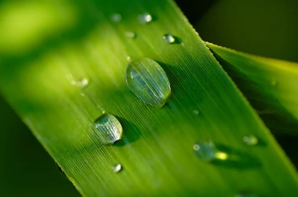 Gouttes Pluie Sur Les Plantes Vertes — Photo