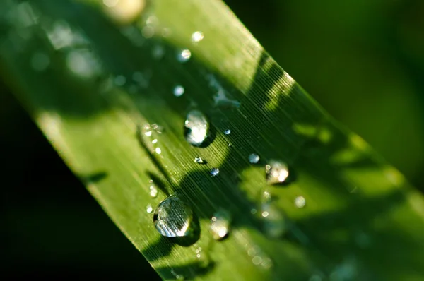 Gotas Chuva Verão Plantas Verdes — Fotografia de Stock