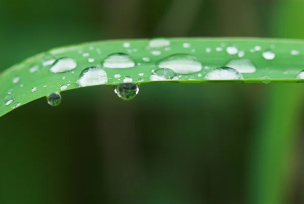 在绿色植物上的雨滴 — 图库照片