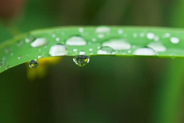 在绿色植物上的雨滴 — 图库照片