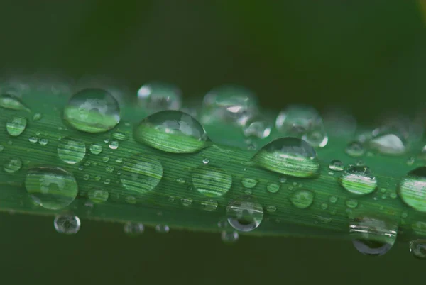 雨上がりの夏の滴 — ストック写真