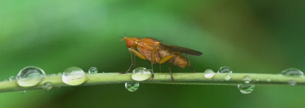 Gouttes Pluie Sur Les Plantes Vertes — Photo