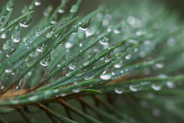 drops after rain in summer