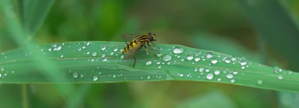 Gotas Após Chuva Verão — Fotografia de Stock