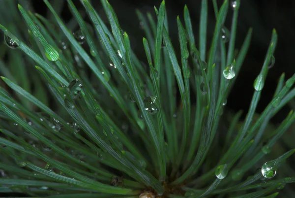 Druppels Regen Zomer — Stockfoto