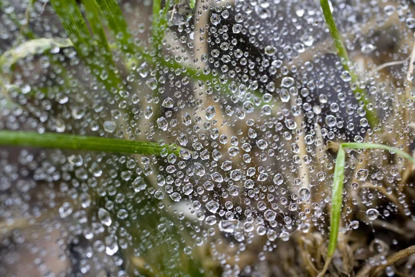 Orvalho Cai Teia Aranha Macromundo Água — Fotografia de Stock