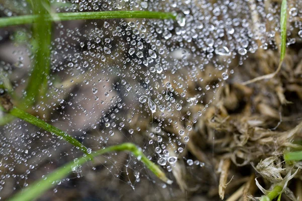 Orvalho Cai Teia Aranha Macromundo Água — Fotografia de Stock