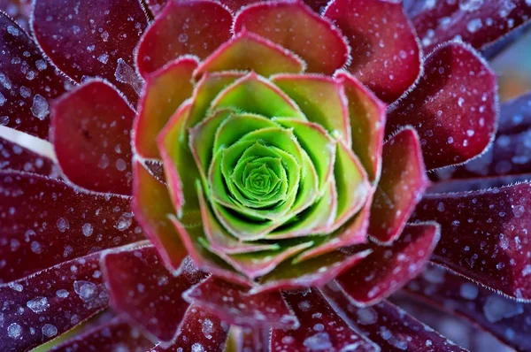 Macro Van Groene Rode Succulente Installatie Woestijn — Stockfoto