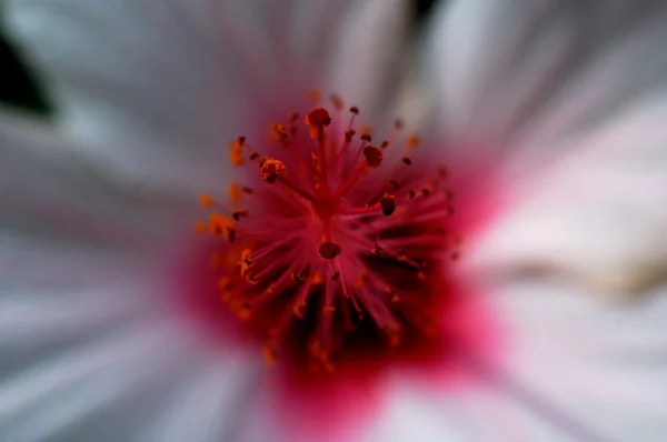 Fleur Rouge Blanc Dans Jardin Gros Plan — Photo