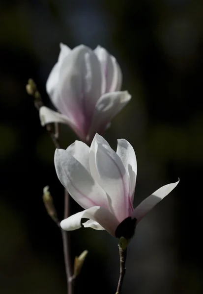 木に春白ピンク花モクレン — ストック写真