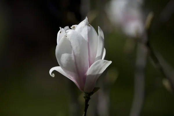 Magnolia Biała Kwiat Różowy Wiosna Drzewo — Zdjęcie stockowe