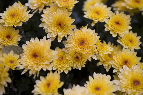 fall yellow white and violet chrysanthemum in rain