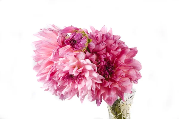 Vacker Blomma Rosa Dahlia Vit Bakgrund — Stockfoto