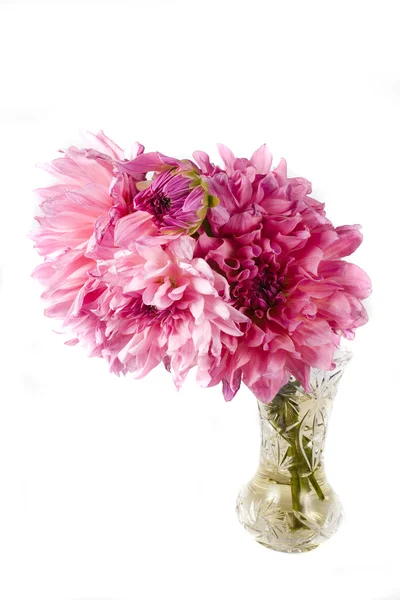 Güzel Çiçek Pembe Dahlia Beyaz Arka Plan Üzerinde — Stok fotoğraf