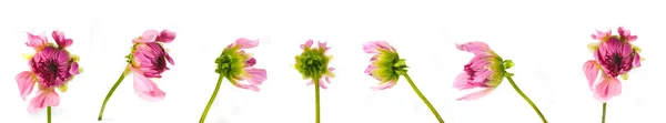 Krásná Květina Růžová Dahlia Bílém Pozadí — Stock fotografie