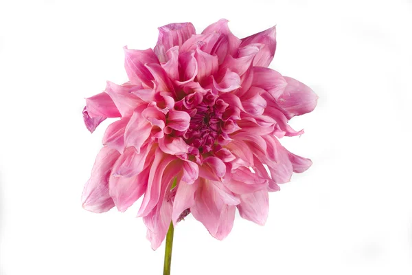 Vacker Blomma Rosa Dahlia Vit Bakgrund — Stockfoto