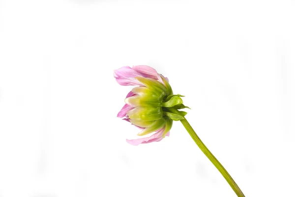 Beautiful Flower Pink Dahlia White Background — Stock Photo, Image