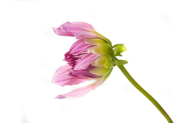 Красивый Цветок Розовый Георгин Белом Фоне — стоковое фото