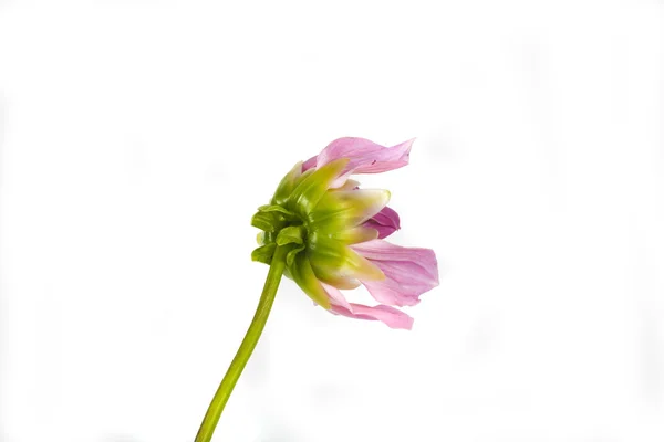 Όμορφο Λουλούδι Ροζ Ντάλια Λευκό Φόντο — Φωτογραφία Αρχείου