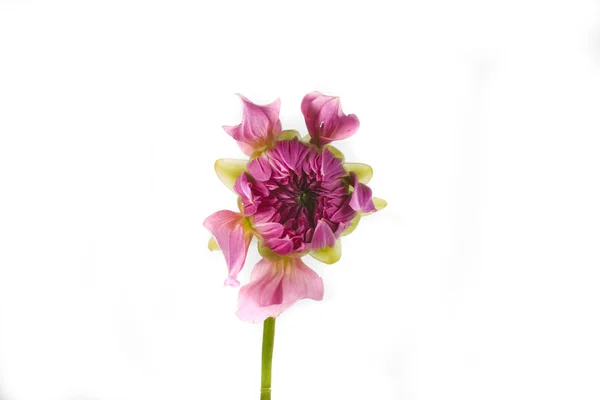 Gyönyörű Rózsaszín Virág Dahlia Fehér Háttér — Stock Fotó