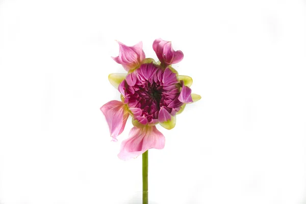 Vacker Blomma Rosa Dahlia Vit Bakgrund — Stockfoto