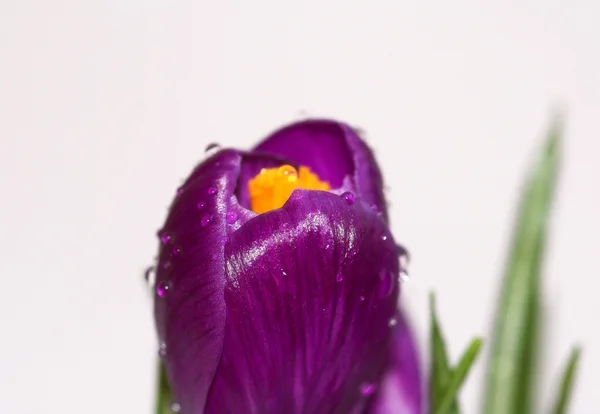 Blick Auf Wilde Blütenpracht — Stockfoto
