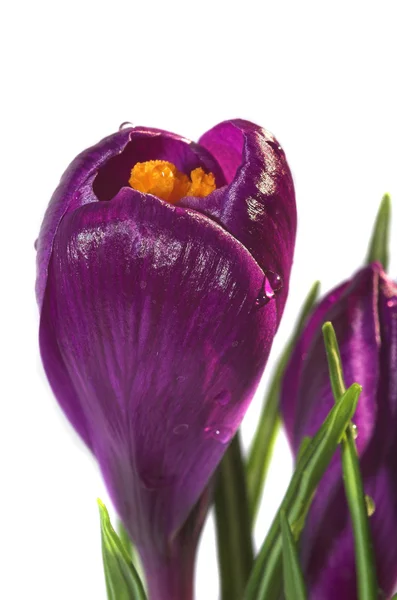 Flores Croco Primavera Violeta Suave Contra Fundo Branco — Fotografia de Stock