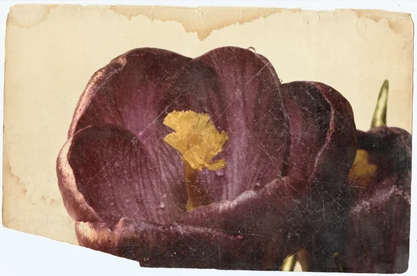 Violet Doux Printemps Crocus Fleurs Vieille Photo — Photo