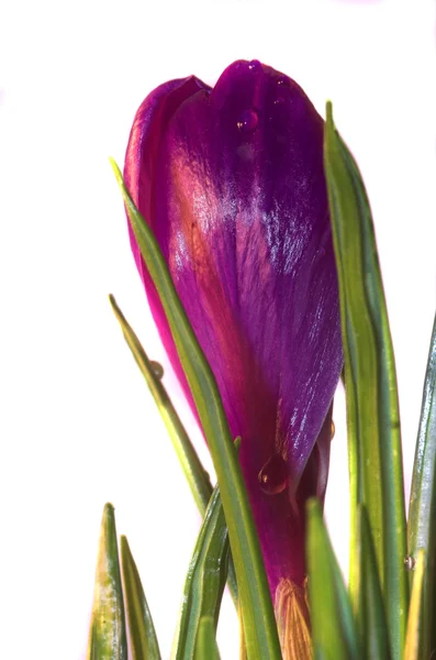Zarte Violette Frühlingskrokusblüten Vor Weißem Hintergrund — Stockfoto