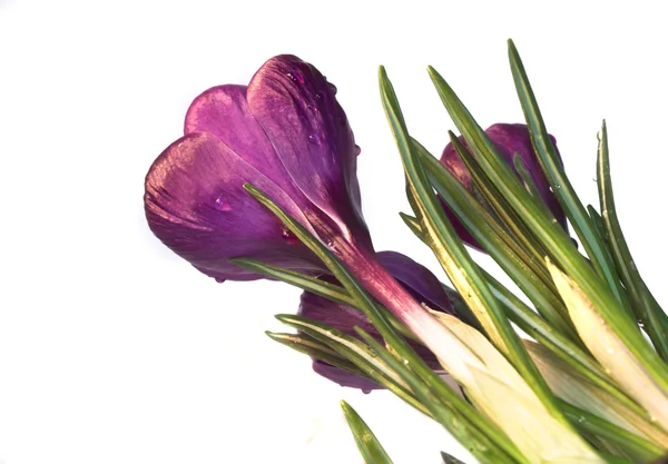 Mjuk Viol Springtime Crocus Blommor Mot Vit Bakgrund — Stockfoto