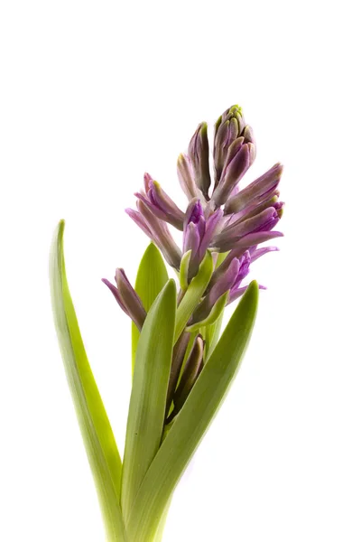 Jarní Květ Růžový Hyacinth Bílém Pozadí — Stock fotografie