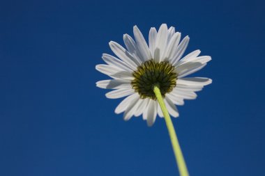flower on sky