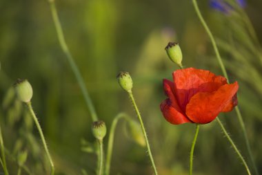 Kırmızı çiçek haşhaş Polonya sommer çayırda