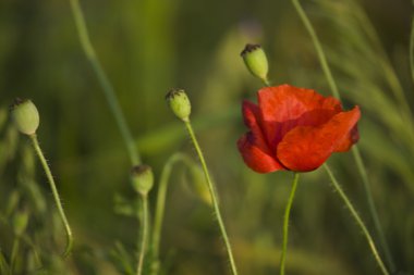 Kırmızı çiçek haşhaş Polonya sommer çayırda