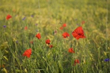 Kırmızı çiçek haşhaş Polonya sommer çayırda