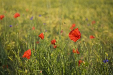 Kırmızı çiçek haşhaş Polonya sommer çayırda