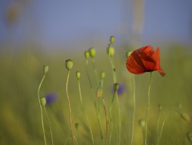 Kırmızı çiçek haşhaş Polonya sommer çayırda