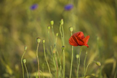 Kırmızı çiçek haşhaş Polonya sommer çayırda
