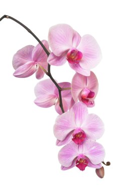 Egzotik orkide çiçek görünümünü